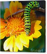 Caterpillar On The Prowl Canvas Print