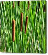 Cattails Canvas Print