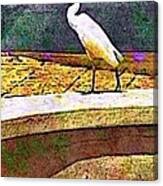 V Cattle Egret In Town - Vertical Canvas Print