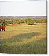 Cattle Grazing In The Field Canvas Print