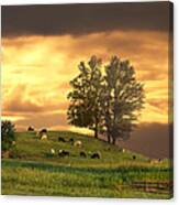 Cattle On A Hill Canvas Print
