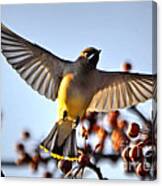 Cedar Waxwing Flight Canvas Print