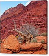 Cedar Wood Tree, Fisher Towers, Moab Canvas Print