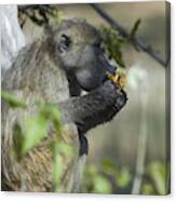 Chacma Baboon, Eating A Wild Fruit, Moremi Game Reserve, Botswana Canvas Print
