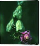 Chain Cactus With Purple Flower Canvas Print