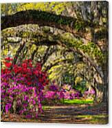 Charleston Sc Spring Azalea Flowers - A Servant's Grace Canvas Print