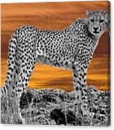 Cheetah At Dusk Canvas Print