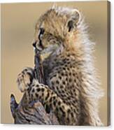 Cheetah Cub Maasai Mara Reserve Canvas Print