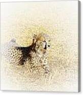 Cheetah Cub V6 Canvas Print