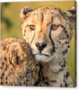 Cheetah Eyes Canvas Print