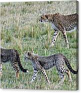 Cheetah Mon With Two Cubs Canvas Print