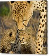 Cheetah  Mother Nuzzles Cubs Canvas Print