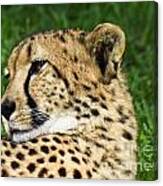 Cheetah Canvas Print
