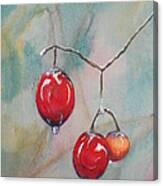 Cherries After The Rain Canvas Print