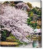 Cherry Blossom 2014 Canvas Print