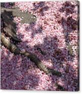 Cherry Blossom Bank Street Canvas Print