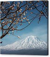 Cherry Blossom With Background Of Mt Canvas Print