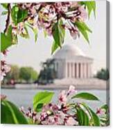 Cherry Blossoms And The Jefferson Memorial Canvas Print