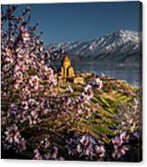 Cherry Blossoms At The Armanian Church Canvas Print