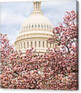 Cherry Blossoms At The Capitol Building Canvas Print