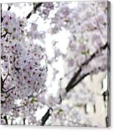 Cherry Blossoms Blooming In Brooklyn, Ny Canvas Print