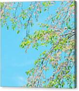 Cherry Blossoms Falling Canvas Print