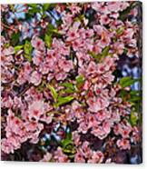 Cherry Blossoms In Our Nation's Capital Canvas Print