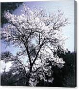 Cherry Blossoms Tree Canvas Print