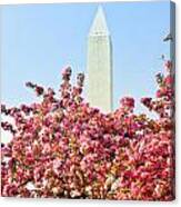 Cherry Trees And Washington Monument Two Canvas Print