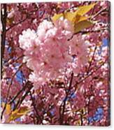 Cherry Trees Blossom Canvas Print