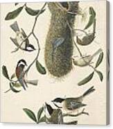 Chestnut-backed Chickadee Canvas Print
