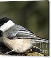 Chickadee With Prize Canvas Print