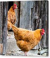 Chickens at the Barn Canvas Print Chickens at the Barn Canvas Print