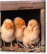 Chicks In Coop Canvas Print