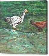Chicks Canvas Print