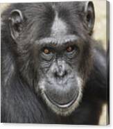 Chimpanzee Portrait Ol Pejeta Canvas Print