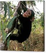 Chimpanzee Reintroduction Canvas Print