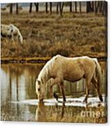 Chincoteague Gold Canvas Print