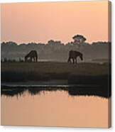 Chincoteague Wild Ponies Canvas Print