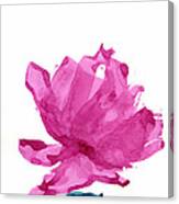 Chinese Rose Hibiscus Canvas Print