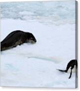 Chinstrap Penguin Escaping From Leopard Seal Canvas Print