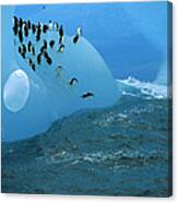 Chinstrap Penguins Leaping Antarctica Canvas Print