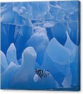 Chinstrap Penguins On Blue Iceberg Canvas Print