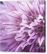 Chives Flower Canvas Print