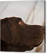 Chocolate Lab Watching The Sky Canvas Print