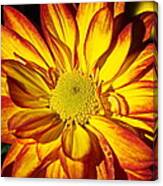 Chrysanthemum 2 Canvas Print