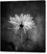 Chrysanthemum In Black And White Canvas Print