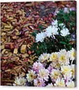 Chrysanthemums In The Forest Canvas Print
