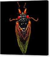 Cicada In Black Canvas Print