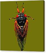 Cicada In Green Canvas Print